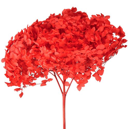 Artikel Dekorativ hortensia: konserverede tørrede blomster til elegant indretning