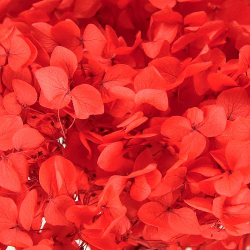 Artikel Dekorativ hortensia: konserverede tørrede blomster til elegant indretning