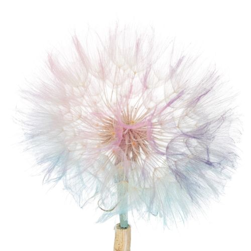 Artikel Mælkebøttedekoration, tørrede blomster, stabiliserede og farvede, delikate, holdbare, 12 cm, 4 stk.