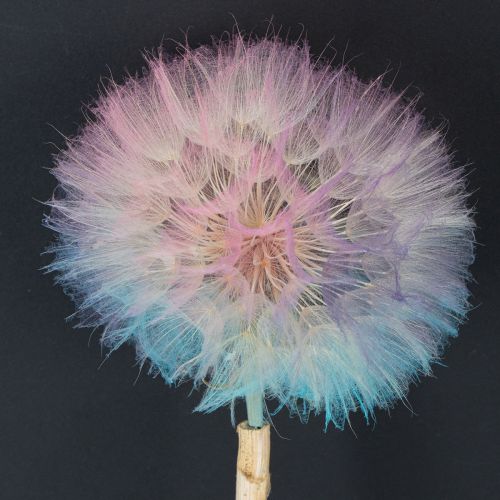 Artikel Mælkebøttedekoration, tørrede blomster, stabiliserede og farvede, delikate, holdbare, 12 cm, 4 stk.
