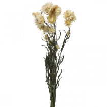 Artikel Tør dekoration halm blomstercreme helichrysum tørret 50cm 30g