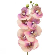 Artikel Orchid Phalaenopsis kunstig 7 blomster lilla creme 73cm