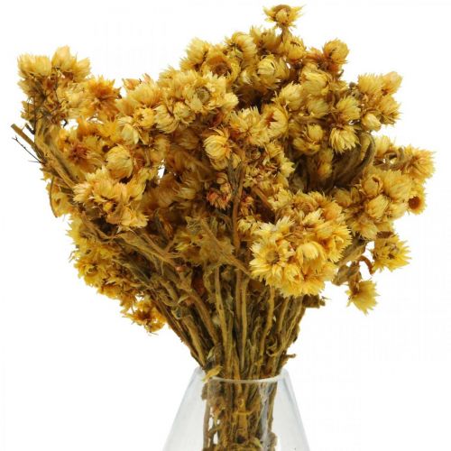 Artikel Mini halmblomst gule tørrede blomster bundt tør buket H20cm 15g