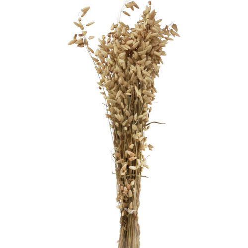 Tørret blomst skælvende græs naturlig Briza prydgræs 60cm 100g