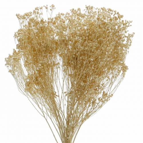 Floristik24 Tørrede blomster Broom Bloom Bleget 140g