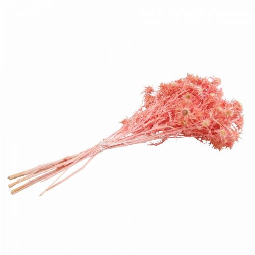 Artikel Tørret tidsel deco gren Støvet pink tørrede blomster 100g