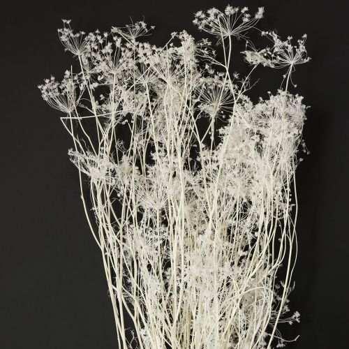 Artikel Tørrede skærmblomster (Umbellifera) Hvide 70-80 cm 150 g