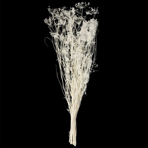 Artikel Tørrede skærmblomster (Umbellifera) Hvide 70-80 cm 150 g