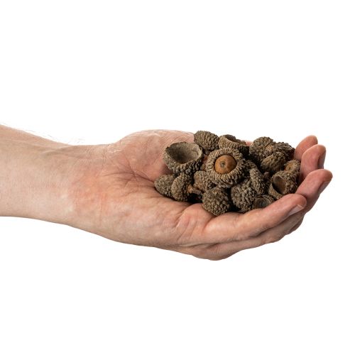 Artikel Naturlige agernhatte, dekorative skåle til efterår og advent, 2 cm, 300 g