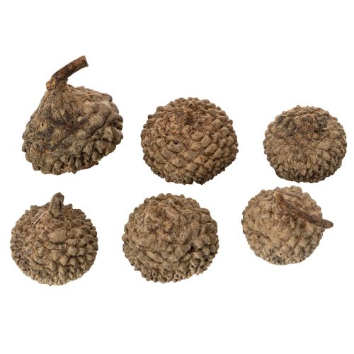 Artikel Naturlige agernhatte, dekorative skåle til efterår og advent, 2 cm, 300 g