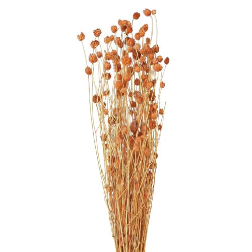 Jordbærtidsel tørrede blomster tidsel dekoration terracotta 68cm 100g