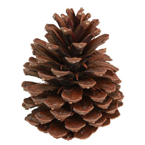 Floristik24 Fyrrekogler Pinus Maritima maritime fyrrekogler dekoration 12-13cm 3 stk.