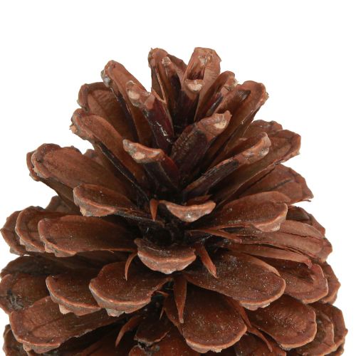 Artikel Fyrrekogler Pinus Maritima maritime fyrrekogler dekoration 12-13cm 3 stk.