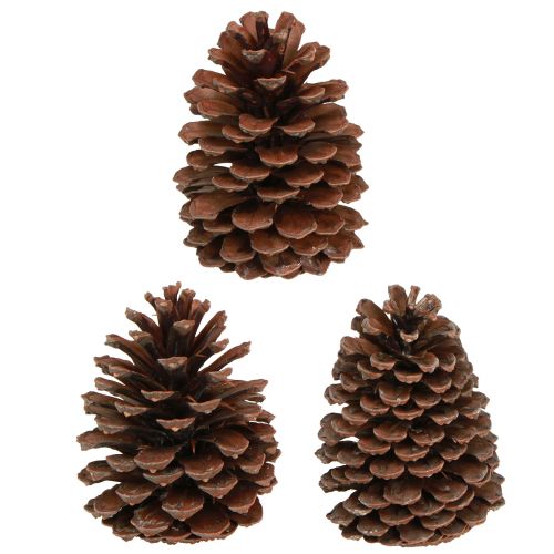 Artikel Fyrrekogler Pinus Maritima maritime fyrrekogler dekoration 12-13cm 3 stk.