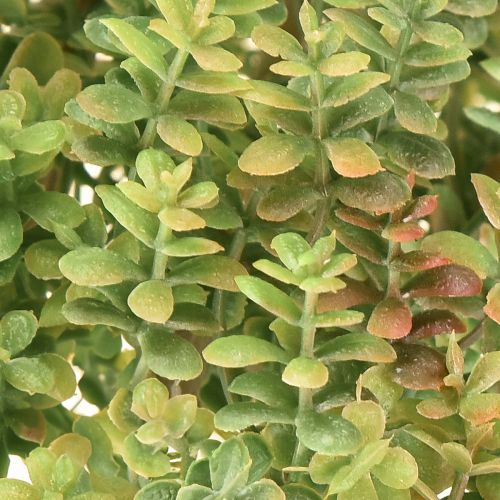 Artikel Mini sukkulent kunstig grøn kunstig plante med stilk H23cm