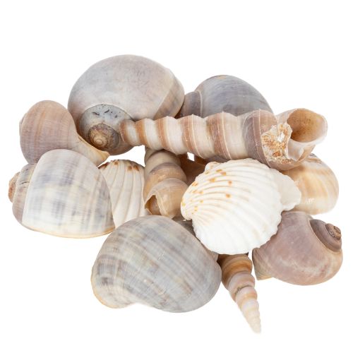 Artikel Skaller og snegle Naturlige maritime dekorative genstande til stilfuld indretning 500 g