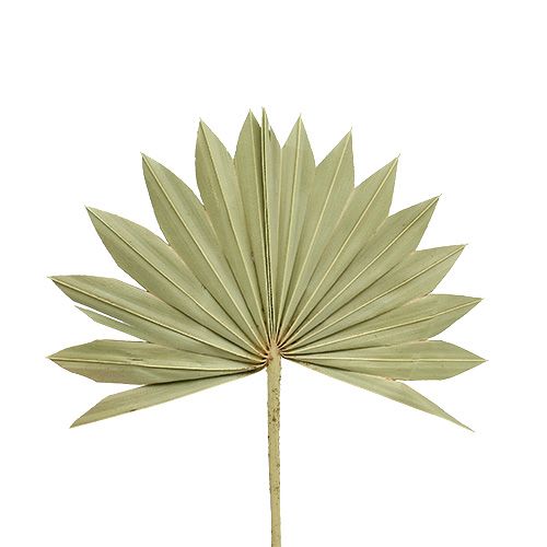 Floristik24 Palmspear Sun mini natur 50 stk