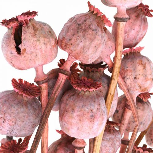 Floristik24 Dry Deco Poppy Kapsler Pink Valmue Farvede Tørrede Blomster 75g