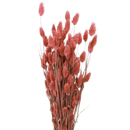 Phalaris shine græs tørrede blomster pink 64cm 70g × 2 bundter