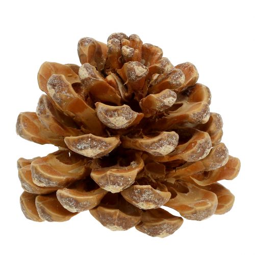 Artikel Pinekogler Pinus Pinea kogler creme blandet 5-18cm 25stk