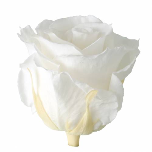 Artikel Infinity Roses Large Ø5,5-6cm Hvid 6 stk