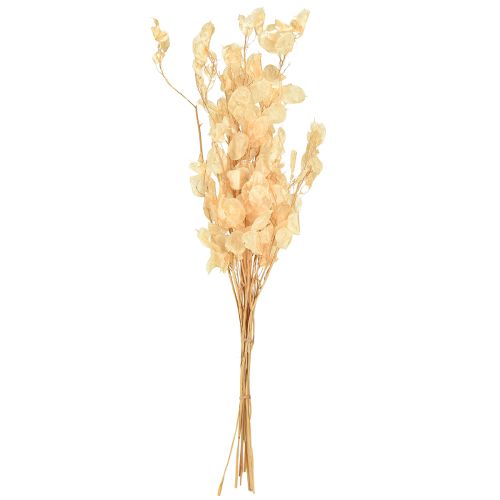 Artikel Tørret sølvblad Lunaria Champagne 65-70cm 20g