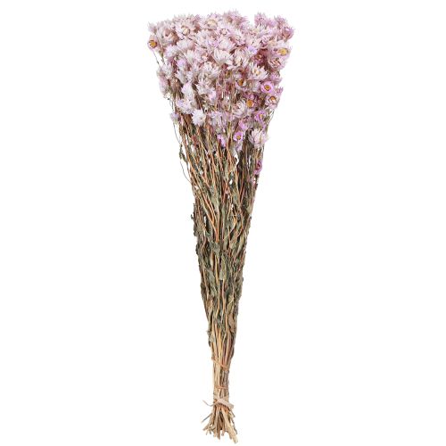Floristik24 Tørrede blomster bundt tør dekoration Kamille Pink 65cm 50g