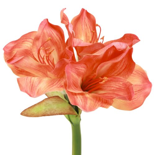 Artikel Amaryllis dekorative blomster i orange kunstig L55cm 2stk