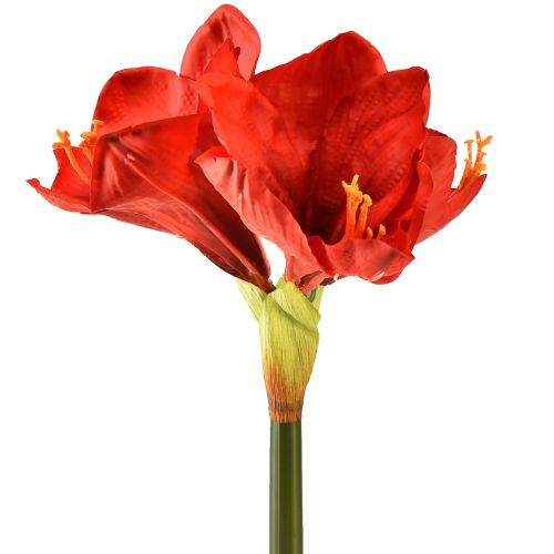 Floristik24 Kunstig amaryllis i lys rød - elegante blomster til luksuriøs værelsesindretning, 66 cm