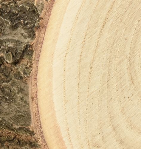 Artikel Træskive Paulownia blåklokketræ natur Ø12-14cm 6stk
