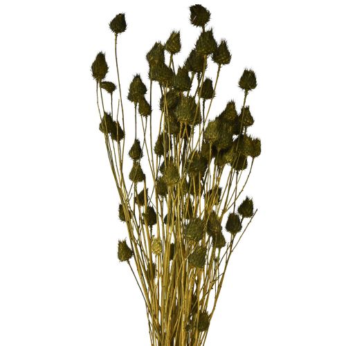 Jordbærtidsel tør dekoration olivengrøn Ø1–2cm L55cm 100g