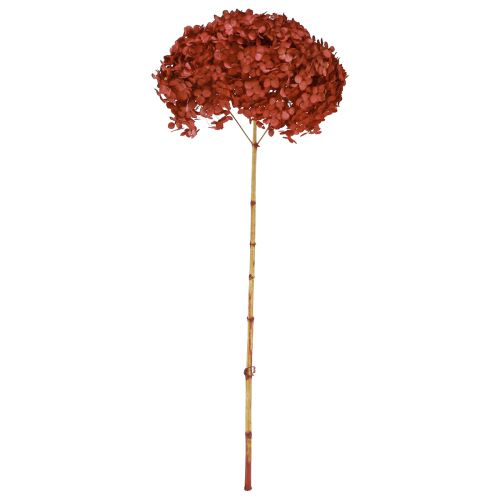 Artikel Hortensia konserverede tørrede blomster Rød Ø20cm L50–60cm