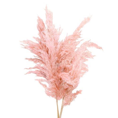 Floristik24 Pampas græs tørret pink tør blomster 65-75 cm 6 stykker i en flok