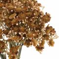 Floristik24 Gypsophila kunstig brun til efterårsbuket 29,5cm 18p