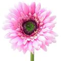 Floristik24 Kunstige Blomster Gerbera Have Kunstige Blomster Pink 47cm