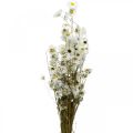Floristik24 Tørrede blomster Acroclinium Hvide blomster tørblomstret 60g