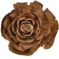 Floristik24 Kegler af cedertræ skåret som en rosencederrose 4-6cm naturlig 50 stk.
