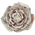 Floristik24 Cederkegler skåret som rosencederrose 4-6cm hvid/naturlig 50 stk