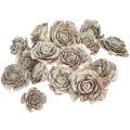 Floristik24 Cederkegler skåret som rosencederrose 4-6cm hvid/naturlig 50 stk