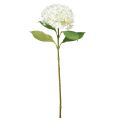 Floristik24 Dekorativ hortensia kunstig hvid sneboldhortensia 65cm